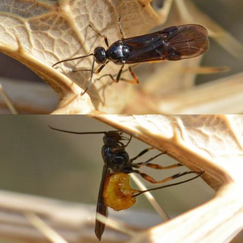 Bracon sp.